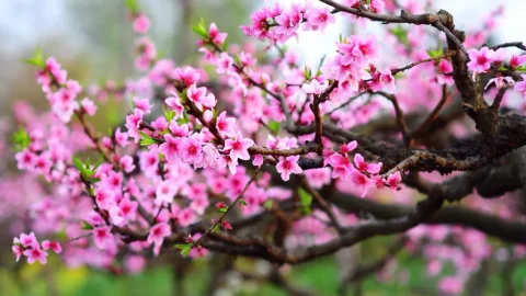 Tiền thưởng Tết có phải đóng thuế thu nhập cá nhân?